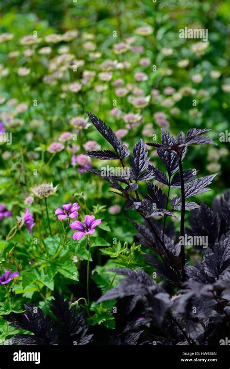 Actaea Racemosa Black Snakerootcimicifuga Racemosa Black Dark