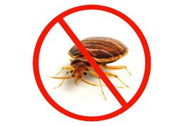 Wasps, yellow jackets, flies, mosquitoes, pantry moths, stink bugs… wildlife we cover: Chemical Free Pest Control Services in Bangalore | eco ...