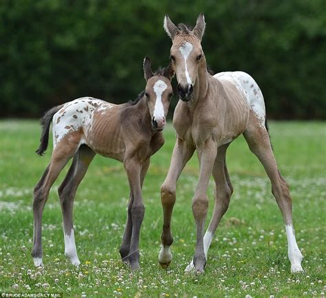 Genetically Identical Twin Foals Beat 10000 To 1 Odds To Survive