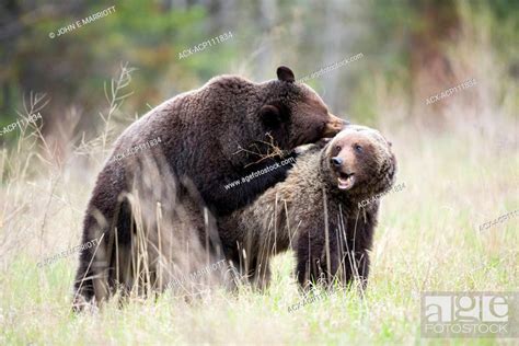 A Pair Of Grizzly Bears Mating Stock Photo Picture And Rights Managed Image Pic ACX