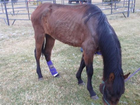 One who is emaciated could be described as wasting away or being gaunt. Maddy: SSFRE has taken on another emaciated horse, body ...