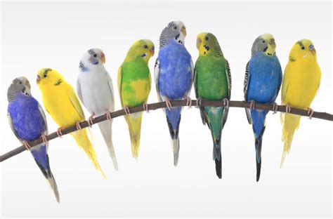 All Budgie Colors And Magic Hues Greens To Blues The Perruches