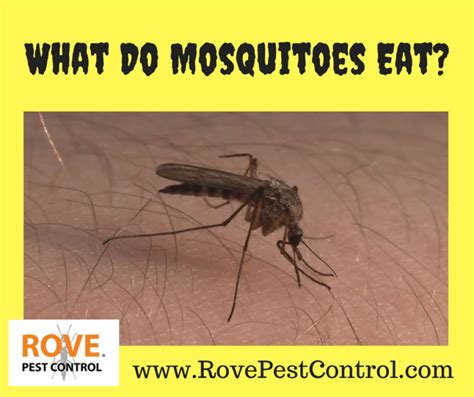 What Do Mosquitoes Eat Rove Pest Control