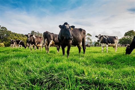 The Challenges And Prospects Of The Australian Dairy Industry
