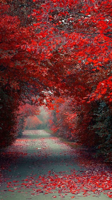 Autumn Red Leaves Road Wallpaper Iphone Wallpaper Iphone Wallpapers