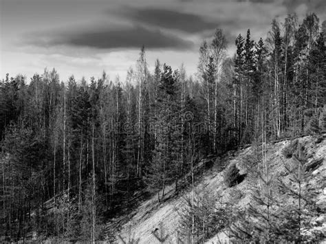 Black And White Landscape Forest