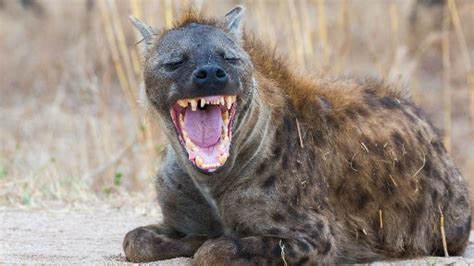 The Most Common Large Carnivore In Africa Might Surprise You