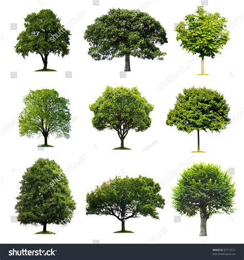 Trees Collection Stock Photo 87713572 Shutterstock