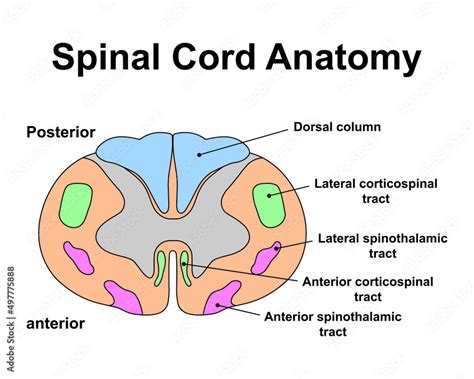 Scientific Designing Of Spinal Cord Anatomy Cervical Spinal Cord