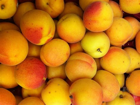 Fresh Apricots A Forgotten Fruit Weavers Orchard