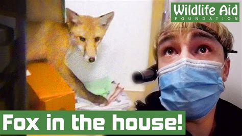 Lost Fox Rescued From London House Youtube