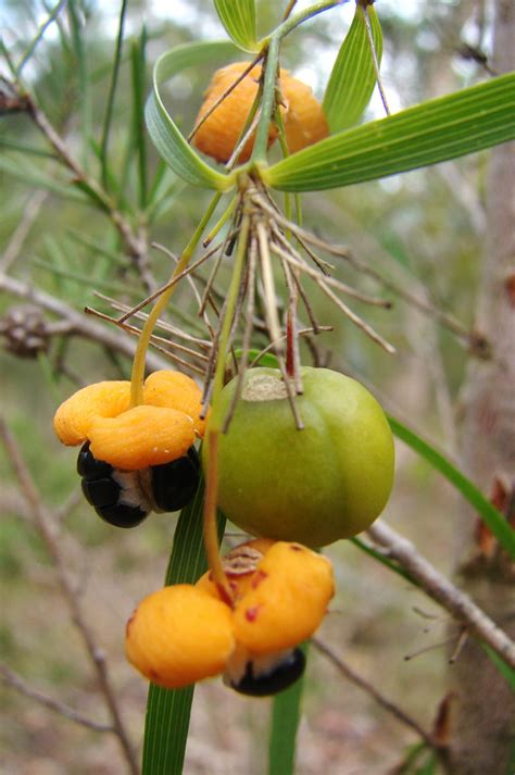 Pin On Tropical Fruits