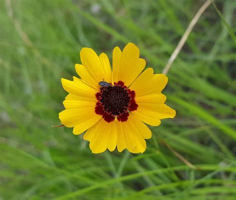 Wildflowers.ie = sandro cafolla t/a design by nature: 12 Types of Wildflowers for Summer Gardens