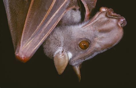 Hammer Headed Fruit Bat Bats Of Gabon · Naturalista Mexico