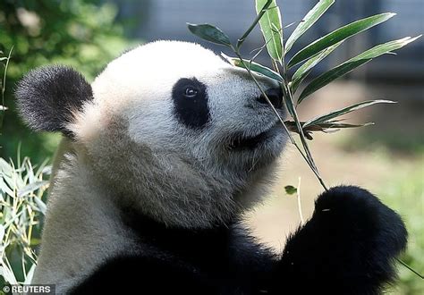 Giant Pandas Are No Longer Endangered China Says The World Other Side