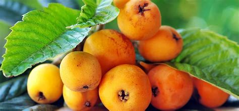 11 Amazing Benefits And Uses Of Loquat Loquat Tree Loquats Florida