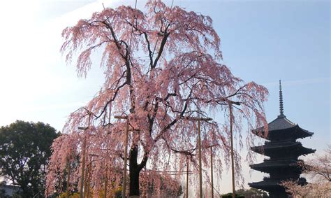 Sakura La Flor Del Cerezo Y Su Simbología