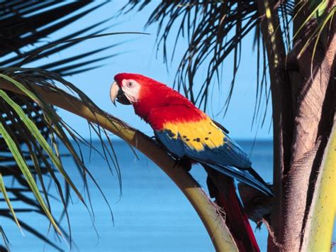Free Download Pictures Of Exotic Birds Wallpaper Wallpaper Pictures
