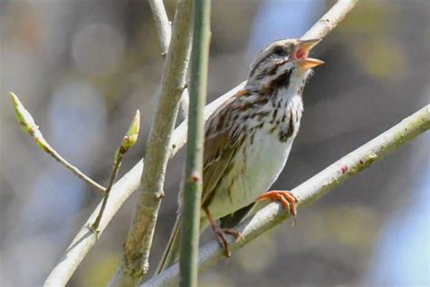 Types Of Sparrows 17 Examples Bird Feeder Hub