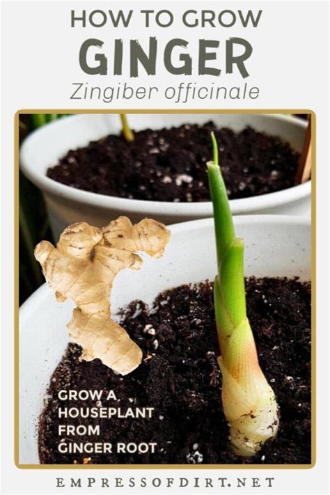How To Grow Ginger Root Gif