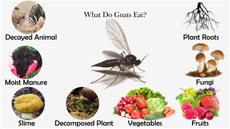 What Do Gnats Eat Feeding Nature