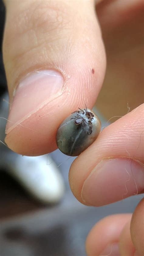 Unfed Tick Attached To A Full Tick Rmildlyinteresting