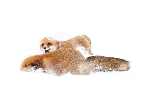 winter fox photography algonquin park foxes photography winter day bored panda cold weather