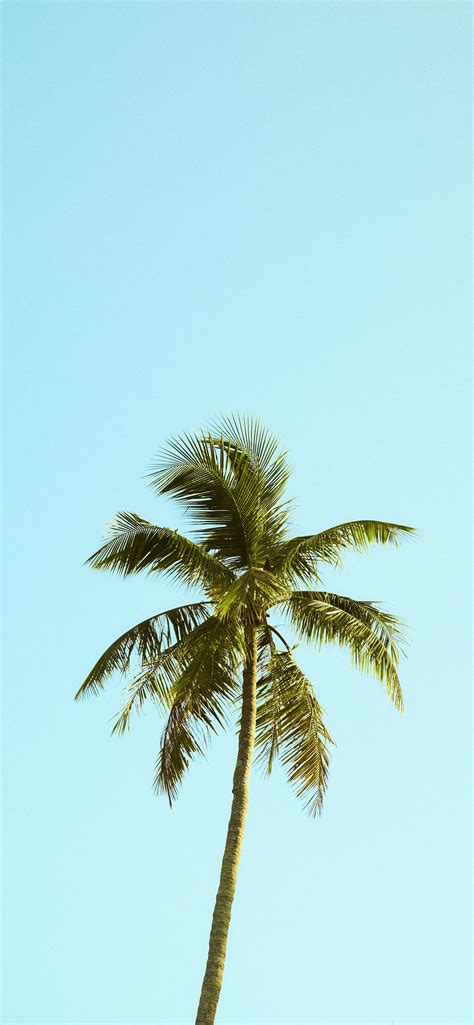 Green Palm Tree Under Blue Sky During Daytime Iphone Wallpapers Free