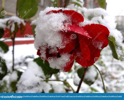 Red Rose And Snow Stock Image Image Of Autumn Garden 102692913