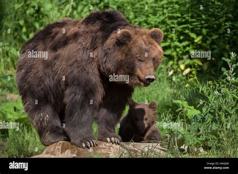 Four Month Old Kamchatka Brown Bear Ursus Arctos Beringianus Called