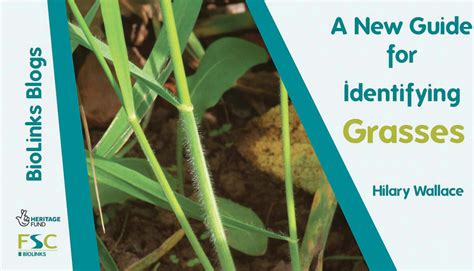 A New Guide For Identifying Grasses Biodiversity Projects