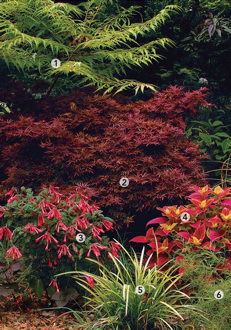 Combinations For Shade Finegardening