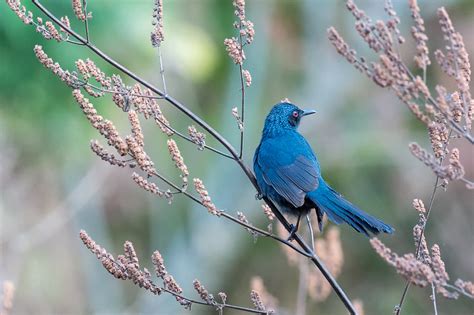 20 Most Beautiful Types Of Blue Birds With Pictures