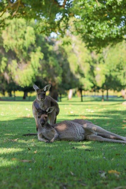 Premium Photo Portrait Of Mother And Young Grey Kangaroos Resting And