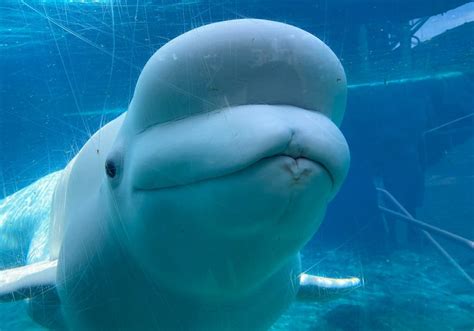 Retirement Only Option For Captive Beluga Whales Dolphin Project