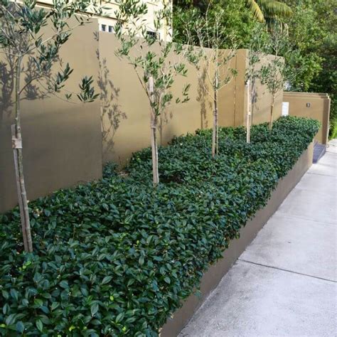 The asian star jasmine, otherwise known as the trachelospermum asiaticum, asiatic jasmine, dwarf in terms of watering, the asian star jasmine is a fairly complicated plant to take care of. Buy Star Jasmine on The Plant Hub | Jasmine ground cover ...