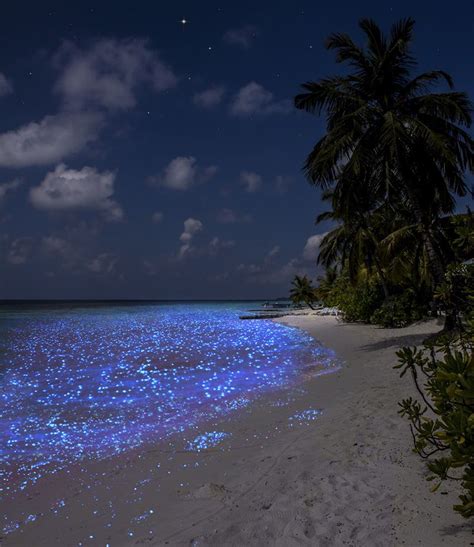 Vaadhoo Island Glowing Beach Luxuo Maldives Sea Of Stars Nature