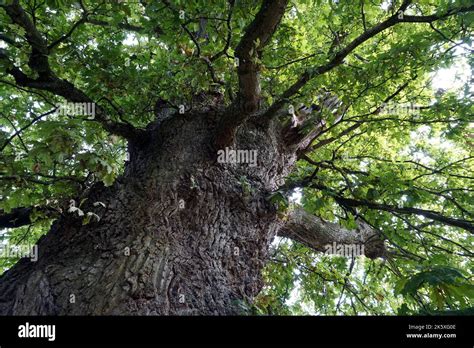 An Old Oak Tree Stock Photo Alamy