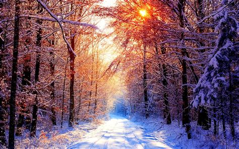 Bakgrundsbild Skog Vinter Natur Ladda Ner Skrivbordsbilder