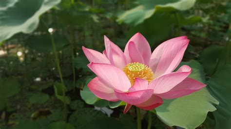 Heirloom Seeds Wild Indian Lotus 5 Seeds See Listing Water Plant