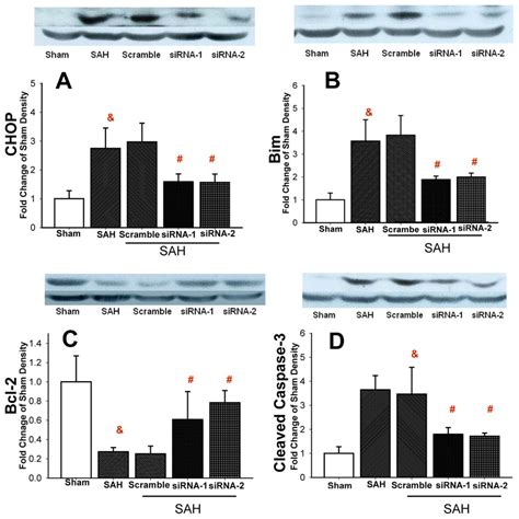 Chop Silencing Attenuates Er Stress Apoptotic Pathway And Activates
