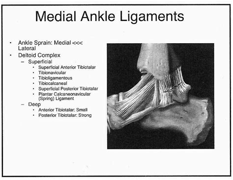 Medial Ankle Ligaments The Medial Ankle Ligaments