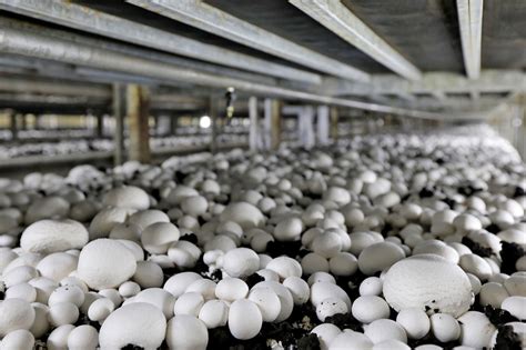 Mushroom Farms Fined 650k For Polluting Bc Creeks Environmental