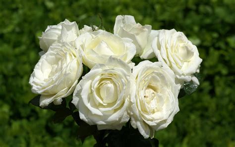 wallpapers: White Rose Wallpapers