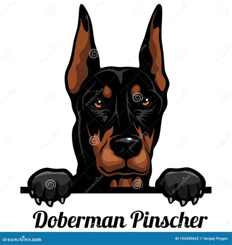Doberman Color Peeking Dogs Dog Breed Color Image Of A Dogs Head