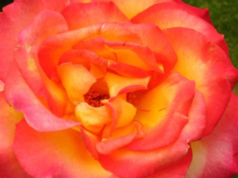 From The Wellington Rose Garden Love Flowers Flowers Rose