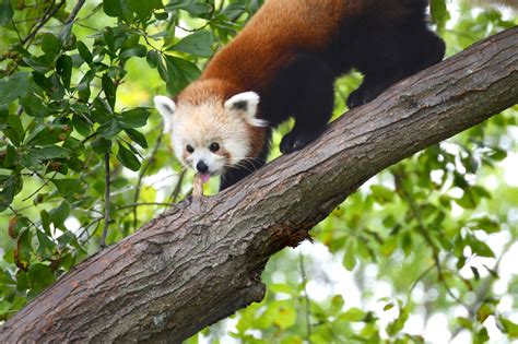 Buy now the best antivirus program for all your devices. Virginia Zoo Welcomes Masu the Red Panda - Virginia Zoo in ...