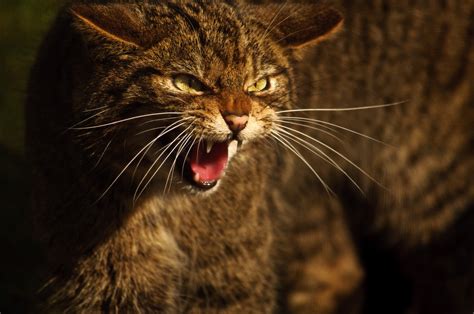 Project To Save Scottish Wildcat Could Aid Its Extinction Says