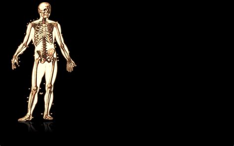 Anatomy Wallpaper Hd 63 Images
