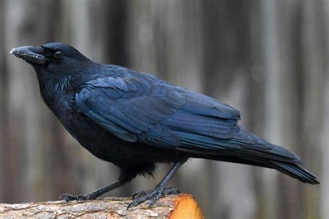 7 Free American Crow And Bird Photos